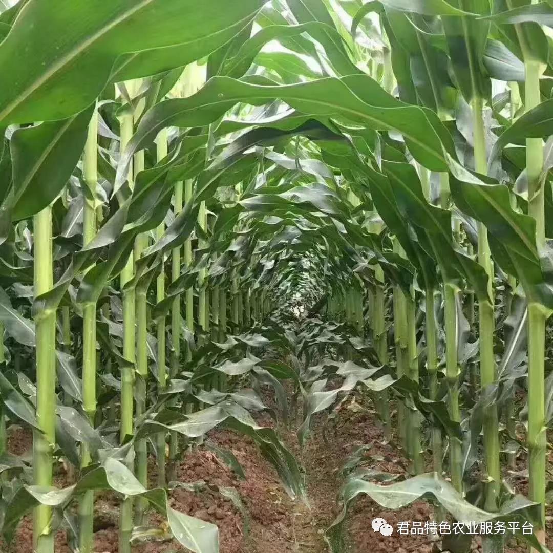 茌平：玉米进入抽雄吐丝期 农技专家开展技术指导助力丰产丰收 - 茌平融媒
